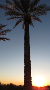 Palm Tree Against a Mesa, Sunset